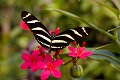 Heliconius Charitonius Zebra Longwing vlinder vlinders butterfly butterflies papillon papillons